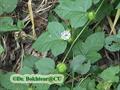 wild water lemon